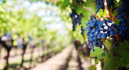 [PRESENTATION PARTENAIRES]

🍷Le domaine @clauvalis

Le mot du vigneron : Notre passion se traduit dans l’excellence de nos vins 

Venez découvrir une coopérative créée en 1924 par sept viticulteurs et qui cultive leur passion, la vigne 🍇