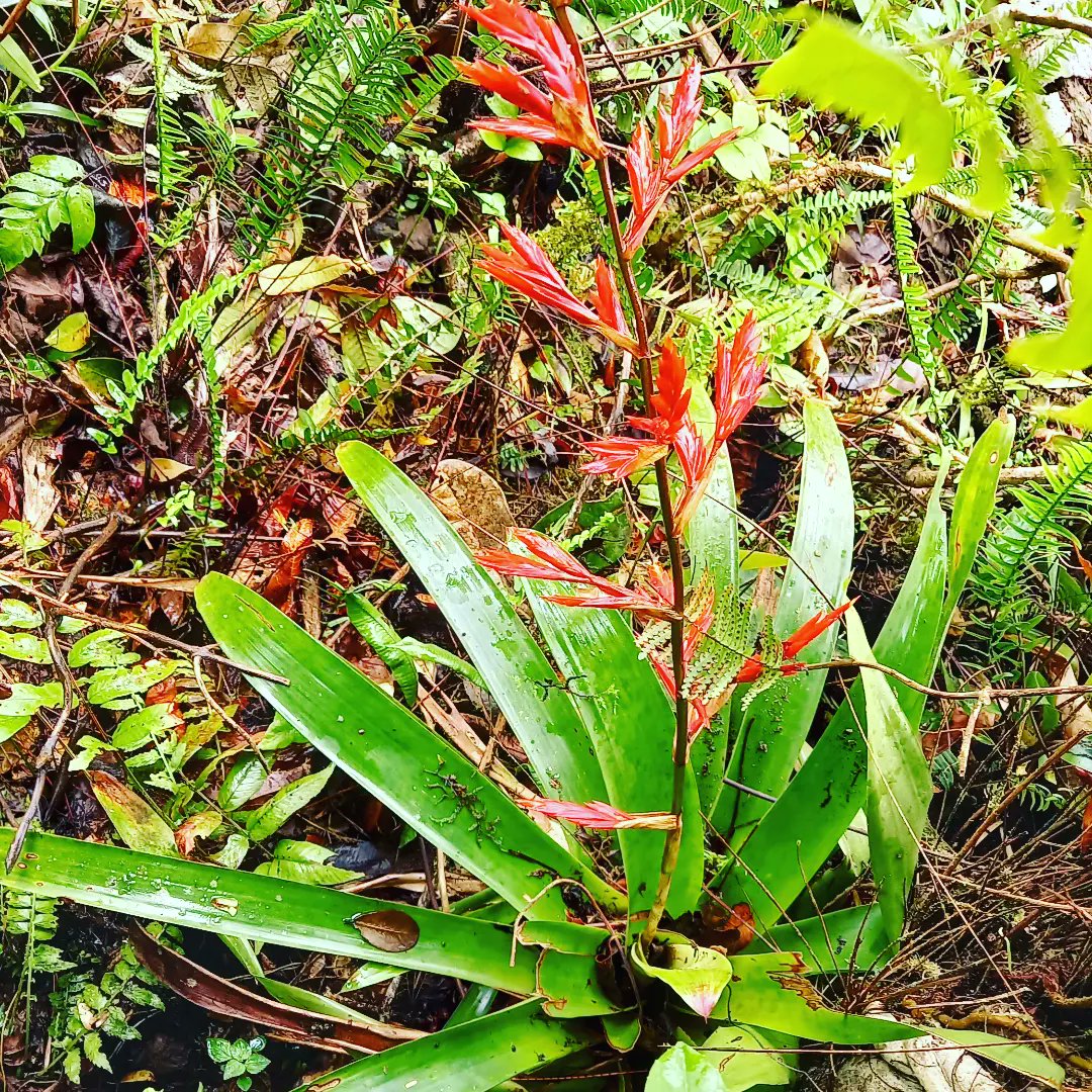 orquibor's tweet photo. Familia Bromeliaceae. Son plantas herbáceas, epifitas o terrestreas.
#plansomething
#Homegarden
#Mothorchids
#aechmea
#billbergia
#tillandsia
#plantstagrsm
#noeregelia
#orquideabrasil
#orquidealovers
#orquideamaravilhosas
#orquidealindas
#bromeliasdevenezuela
#viraltwitter https://t.co/Tg54bzVgXA