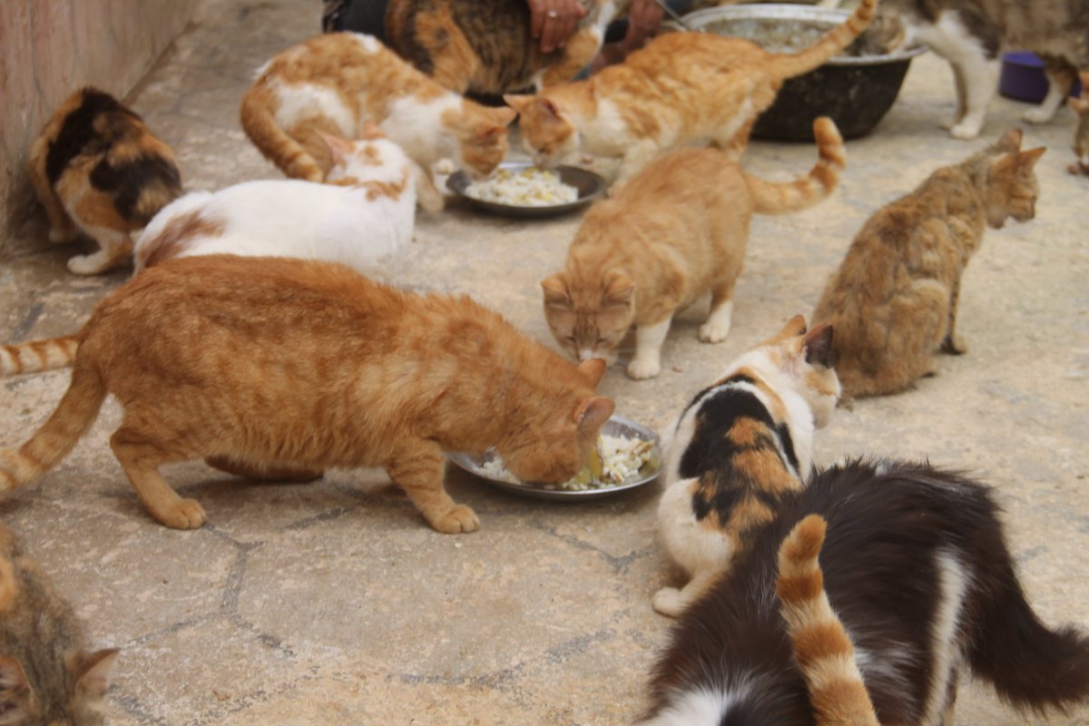 Meals in our shelter indoors and out for hundreds of cats and dogs.  Every day we serve food twice, and we need more than 80 kg of food, whether dry or cooked.
Paypal Donation Link❤🙏🐕🐈
paypal.com/cgi-bin/webscr…
Or a donation link gofundme 🐈🐕🙏❤
gofund.me/148f3ddc