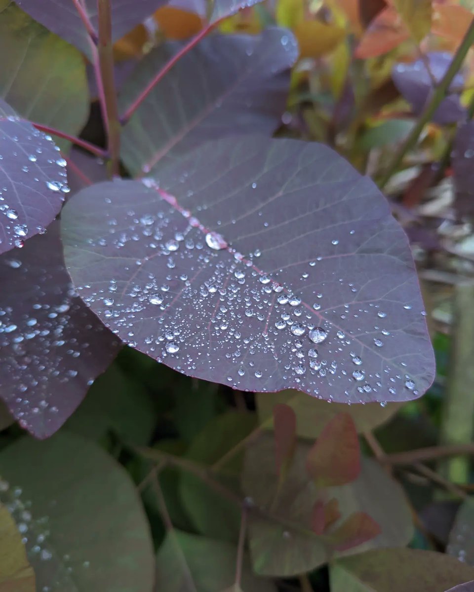 Louisa_Crispin's tweet photo. Day 7 #30dayswild 

Raindrops

#30dayswild2022 #rain #raindrops #lookcloser https://t.co/7lIHCpb3CL