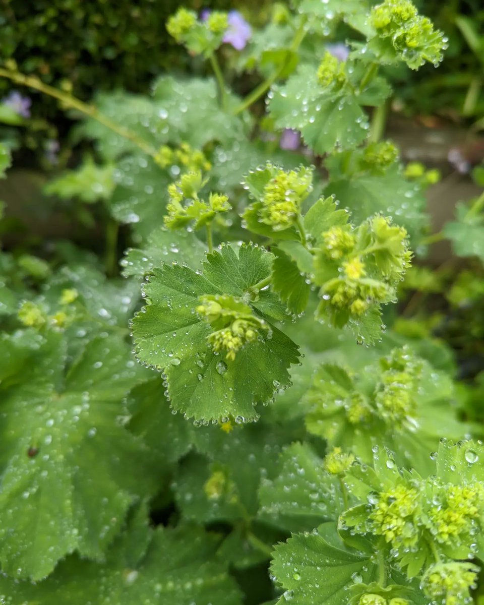 Louisa_Crispin's tweet photo. Day 7 #30dayswild 

Raindrops

#30dayswild2022 #rain #raindrops #lookcloser https://t.co/7lIHCpb3CL