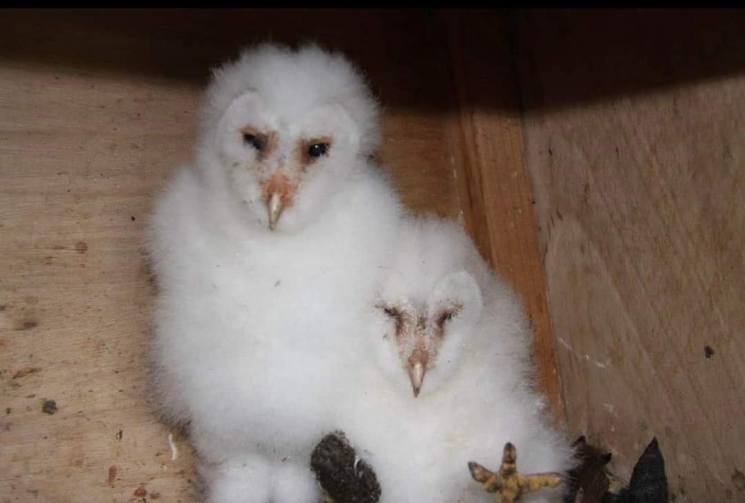 BroxtonBOGroup's tweet photo. Some archive photos of our team and previous years birds for you to enjoy! #barnowl https://t.co/AIxmQW3isk