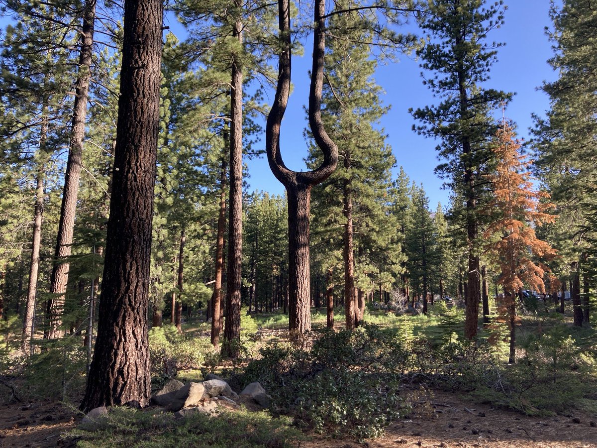 JenniferMcElwa3's tweet photo. Took part in a fantastic workshop in Tahoe on a new community project called CO2PIP which aims to produce the definitive record of atmospheric CO2 for the last 450 million years. Learn more about it here https://t.co/Qy0ZE7hW5d
@TERRAFORM_H2020 @iCRAGcentre https://t.co/6vssEcSt2h