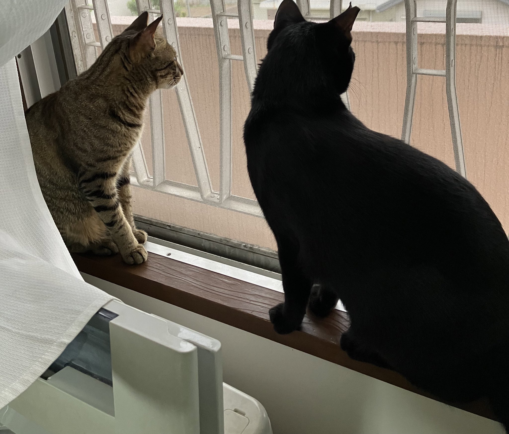 黒キジ猫ご確認用です!! 59)確認用 黒キジ猫 ご確認用です!! ご確認用です。