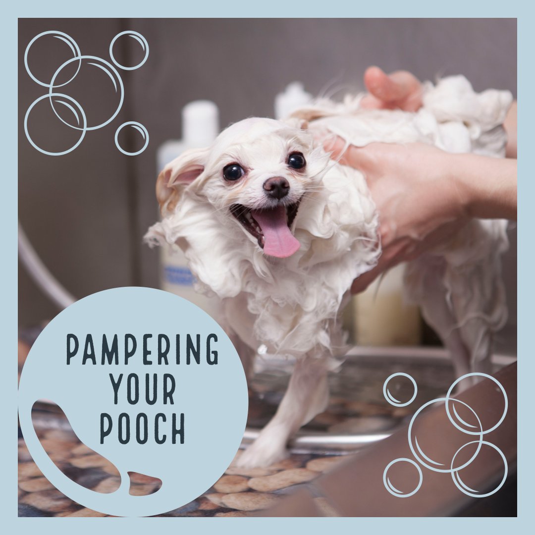 Your pets, aside from daily grooming, also love being pampered like the queen and king that they are. 

#petappreciationmonth  #dogs  #puppies #cats  #kittens  #loveyourpets  #careforyourpets  #pamperyourpet #adoptdontshop  #adoptashelterpet