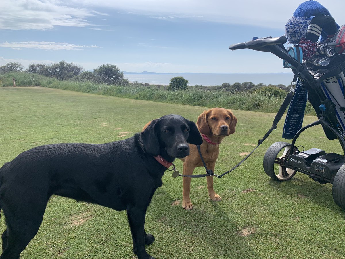 saintee65's tweet photo. Dogs do not look impressed at either the view over to Edinburgh Castle or the 4 hole lead disappearing fast!@GullaneGolfClub No 1 in superb condition playing hard, dry and fast as a links should be in the summer. https://t.co/cWdpb3M9SI