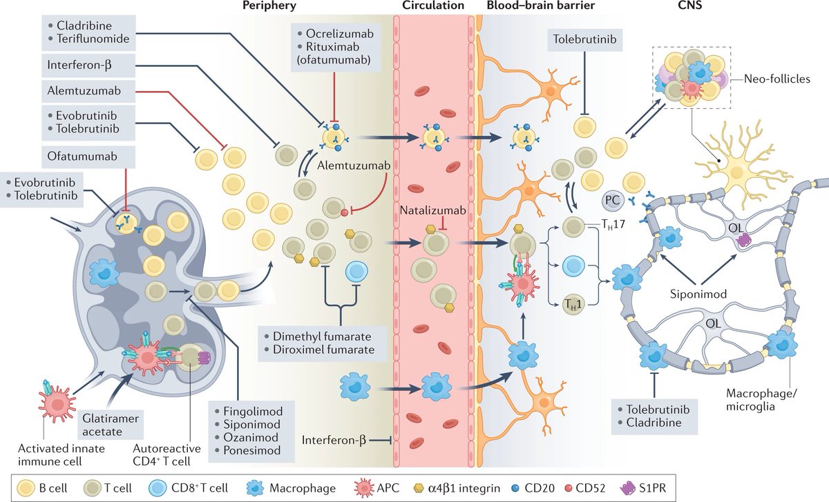 Targets of disease modifying therapy in multiple sclerosis (peripheral immune system and lymph node on the left, central nervous system on the right, blood brain barrier in the middle)  pubmed.ncbi.nlm.nih.gov/35668103/