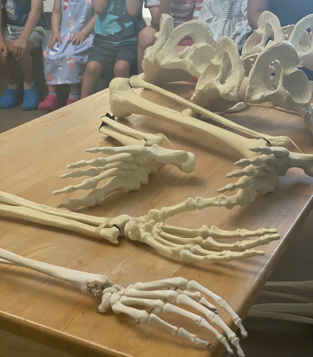 Had my first invited lecture today, a notable milestone in my academic career. 

It was my distinct honor to discuss  the complex connection of the hip bone to the thigh bone with my son’s Montessori School today. #orthotwitter #MedTwitter