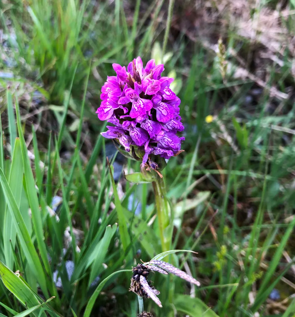 ConnemaraWild's tweet photo. Have you seen any wild orchids in the Connemara National Park, County Galway, Ireland? #connemarawildescapes #irelandwildescapes #irish #ireland #discoverireland #nature #wildatlanticway #tourismireland https://t.co/aLfvTPvc2k