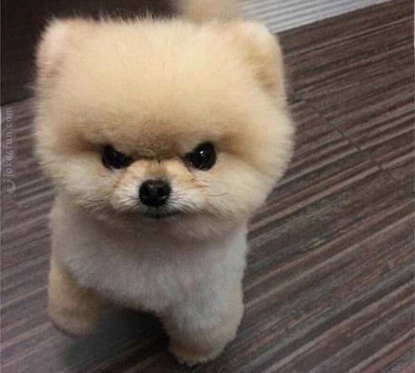 Dylan Mengell tweet media