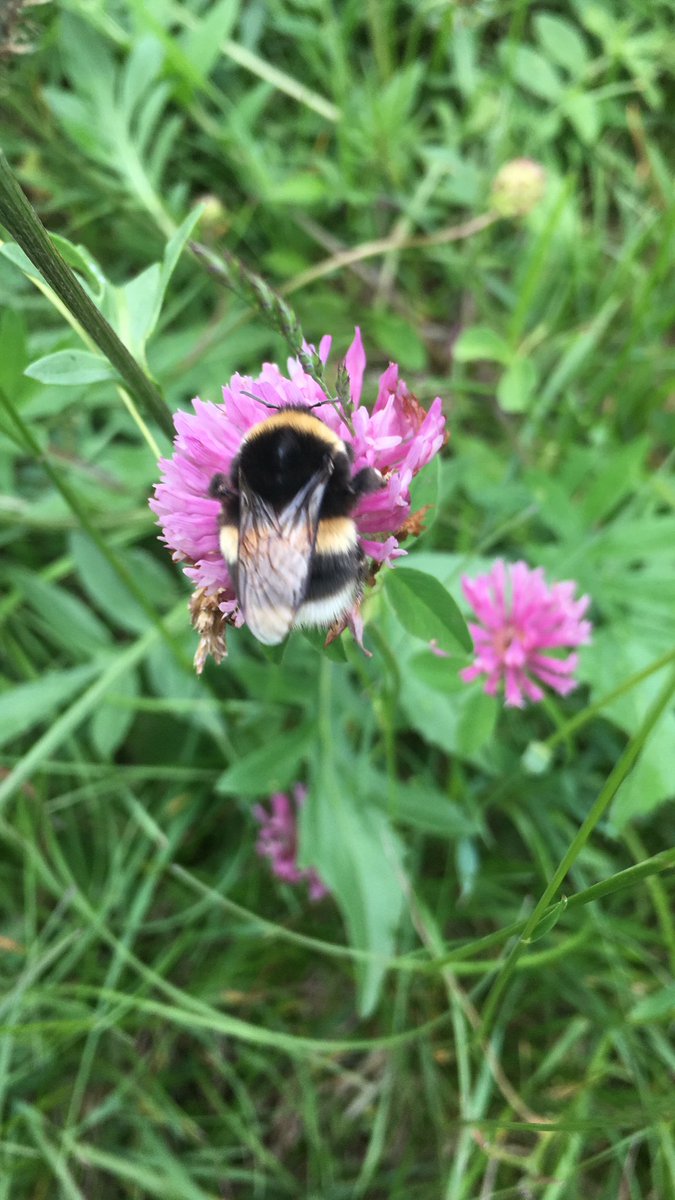 Get Creative tweet media