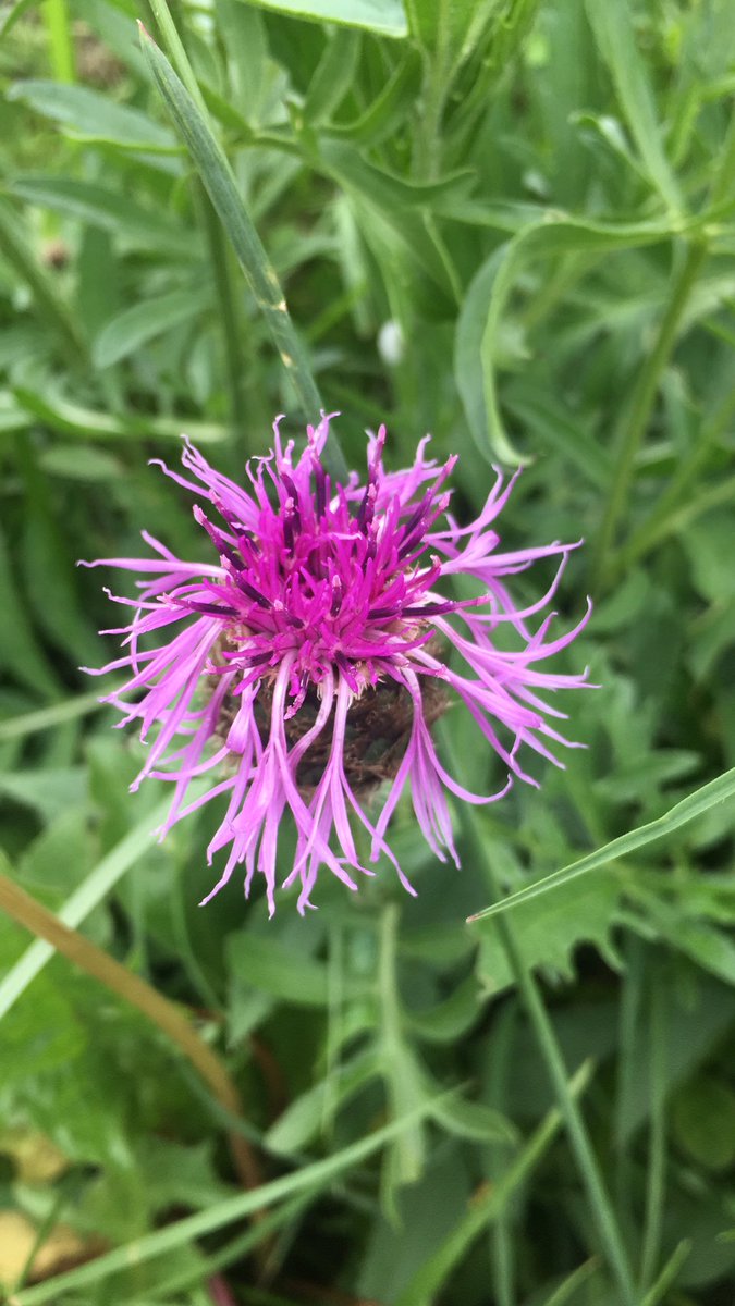 Get Creative tweet media