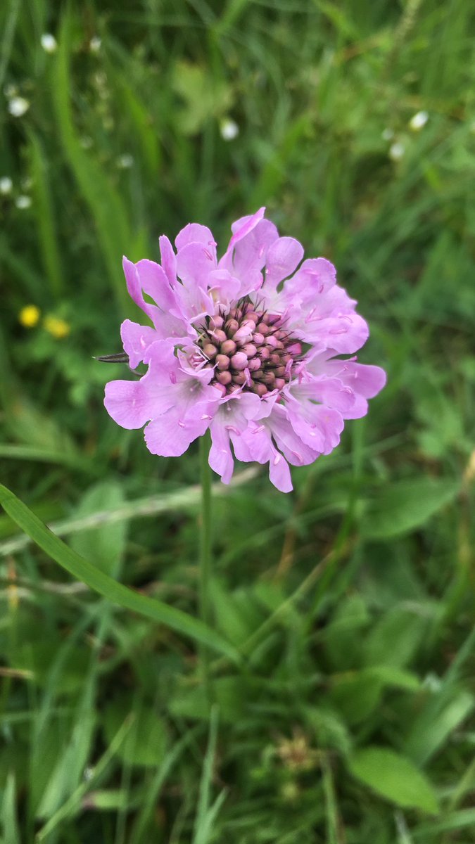 Get Creative tweet media