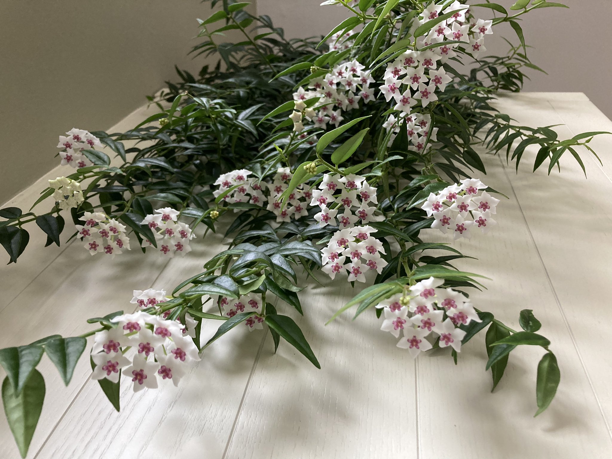 Kathryn the Gardener on Twitter: "Bella Bella Hoya bella!#HouseplantHour  #bestitseverflowered <a href=
