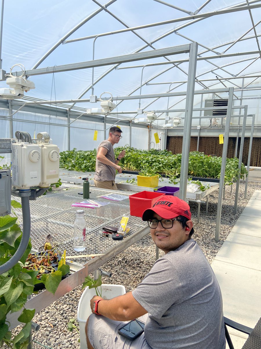 xtiealmeyda's tweet photo. Getting Sweetpotato slips ready for tomorrow :) #fieldseason #firstplanting2022 #sweetpotatoes #NCAgriculture #NCCleanCenter #MPRU #NCPN-SP https://t.co/K4Uzhz8lxJ