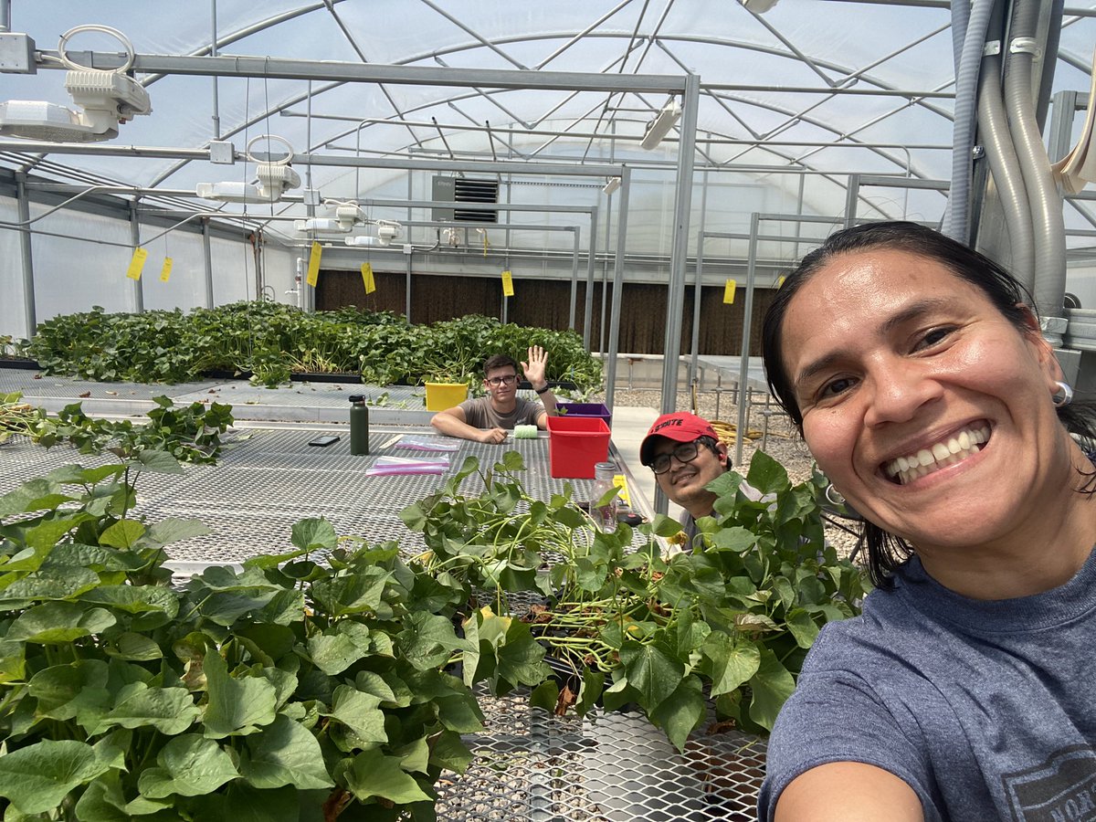 xtiealmeyda's tweet photo. Getting Sweetpotato slips ready for tomorrow :) #fieldseason #firstplanting2022 #sweetpotatoes #NCAgriculture #NCCleanCenter #MPRU #NCPN-SP https://t.co/K4Uzhz8lxJ