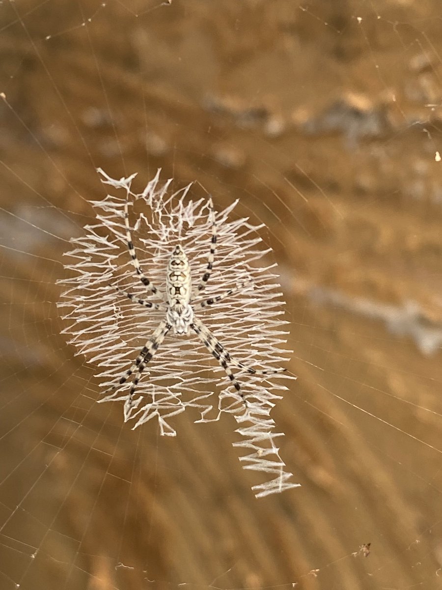wurmworks's tweet photo. Garden 🕷 friend on the farm today. There are way more than just worms at work out here!

#spider #spidersofinstagram #farmlife #wormfarm #jacksonms #mississippi #spiderfriend https://t.co/rEdng1WtwR