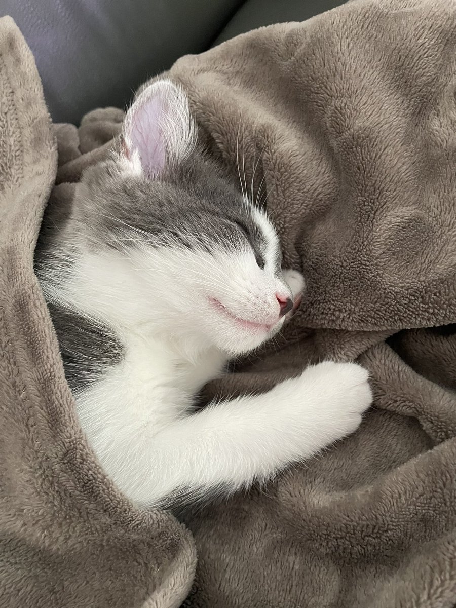 datcritcray's tweet image. gn