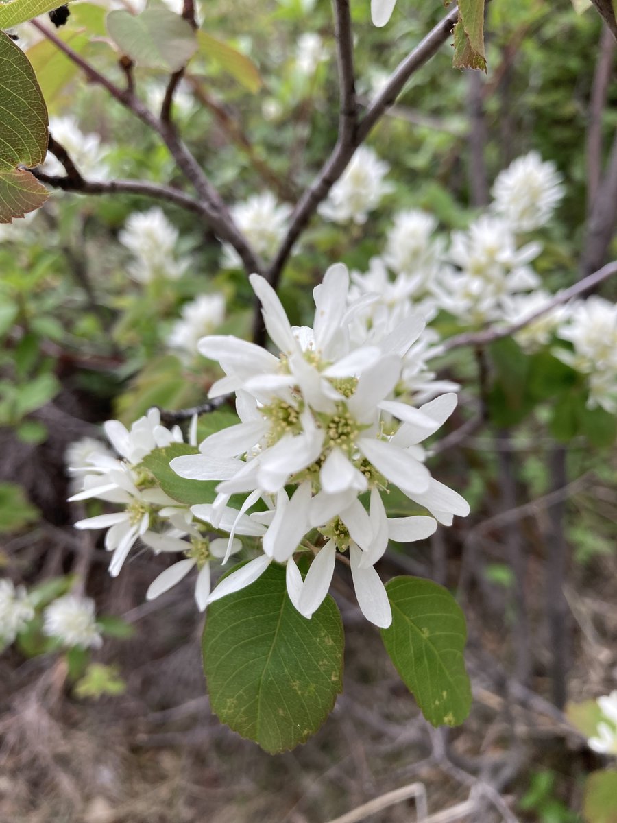 thimble_yyc's tweet photo. Juuuuuune!
#Lilacs #Saskatoons #LilyOfTheValley #ThreeFloweredAven https://t.co/eyl45iNbxn