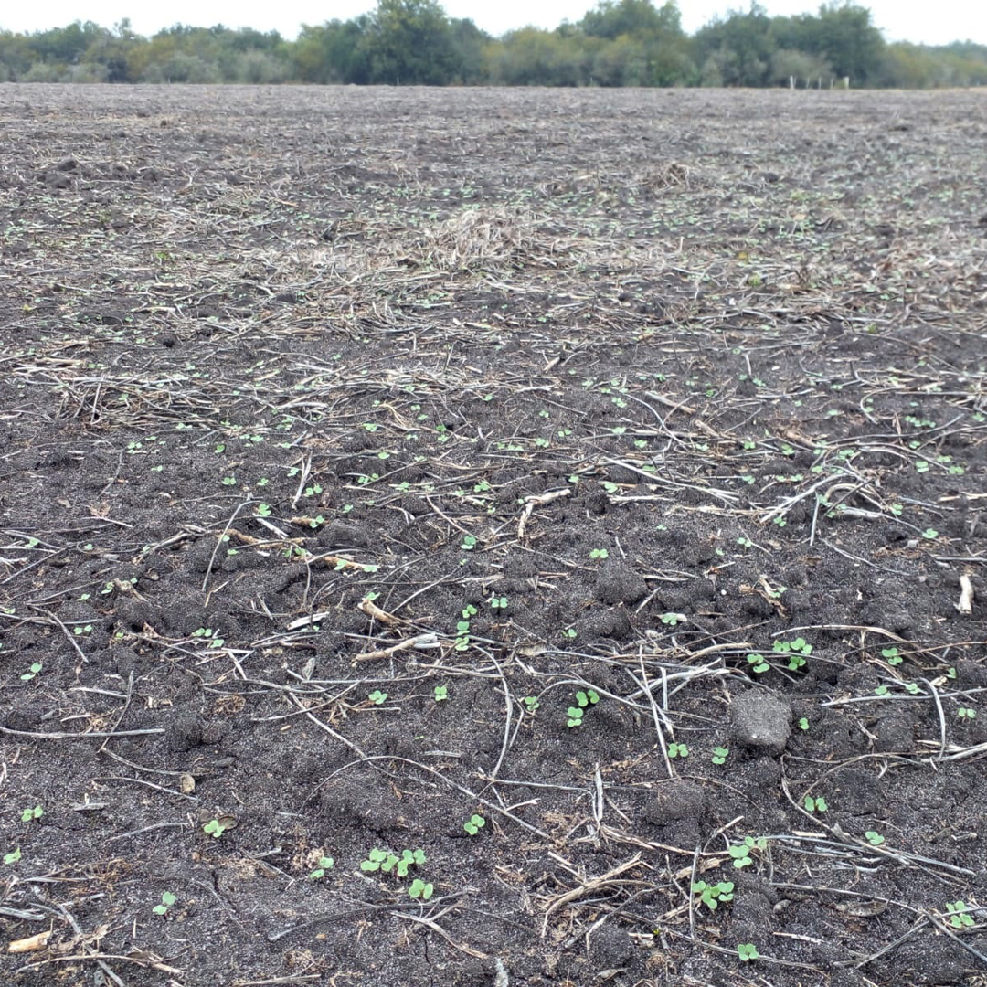 agromil_ltda's tweet photo. #Colza variedad Igranola 103. Densidad de siembra 3,5 kg/ha. 🗓 Sembrada el 20/05/22 con 30 kg/ha de #MicrostarCMB ✅ Excelente implantación lograda, más de 80 plantas/m2. 📍 Paraje Saladero Guaviyú, Quebracho, Paysandú. Distribuidor Sergio Pastorini. 👥 @RizobacterU y Agromil. https://t.co/nH01f9TphG