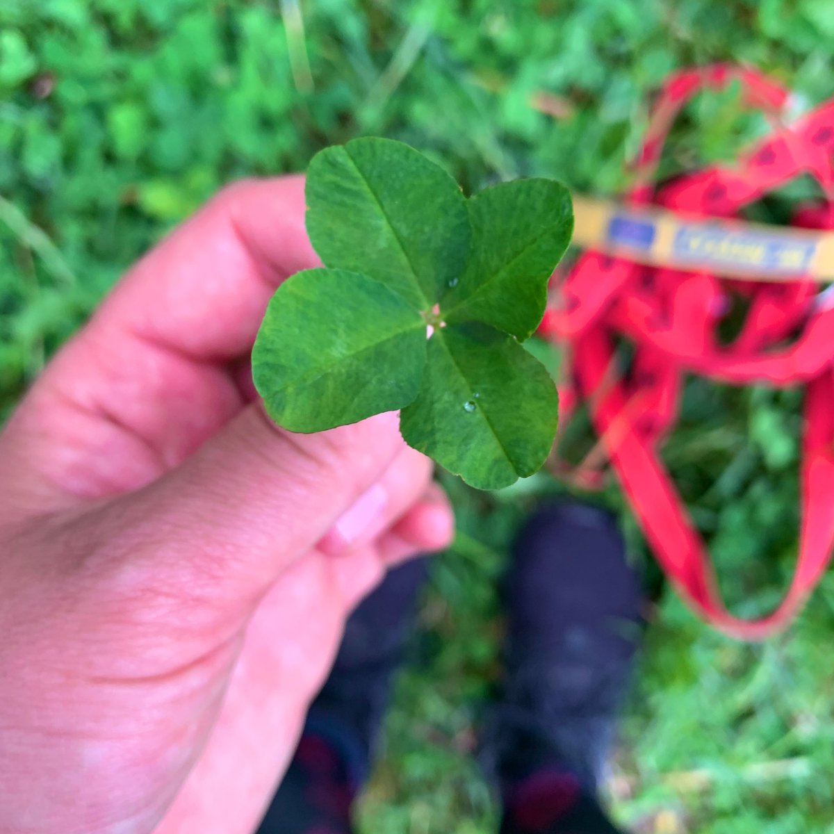 Today I found a four-leaf clover! 😄 
Now what would I wish for?