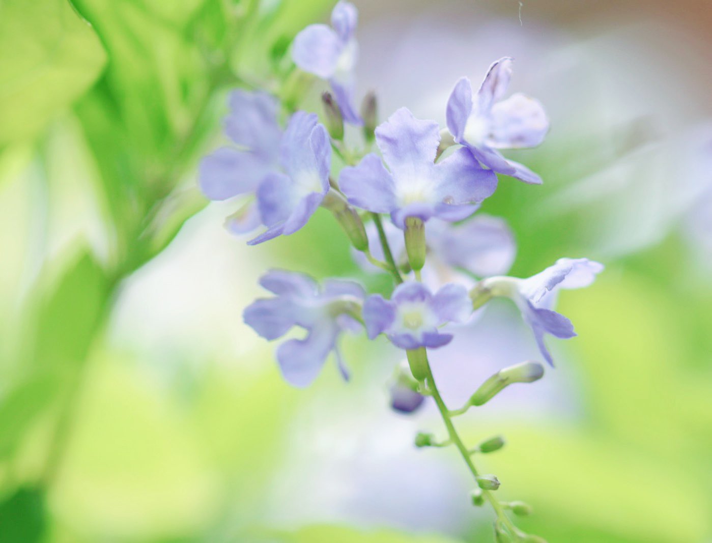 Aimomo 𓈒𓏸 𓏸 おはようございます 𓏸 素敵な一日を お過ごしくださいね デュランタ 花の写真 花が好きな人と繋がりたい Tlを花でいっぱいにしよう Canonphotography Flower 花撮り T Co Qdgez6hyjz Twitter