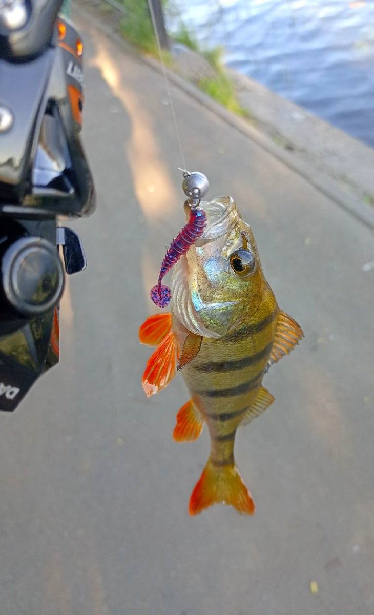 _ajimaster's tweet image. #streetfishing #microjig #bigfish