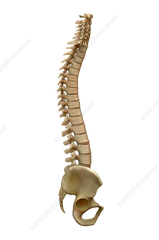 Hi <a href="/AlunCairns/">Alun Cairns</a>, here's a backbone for you 👍