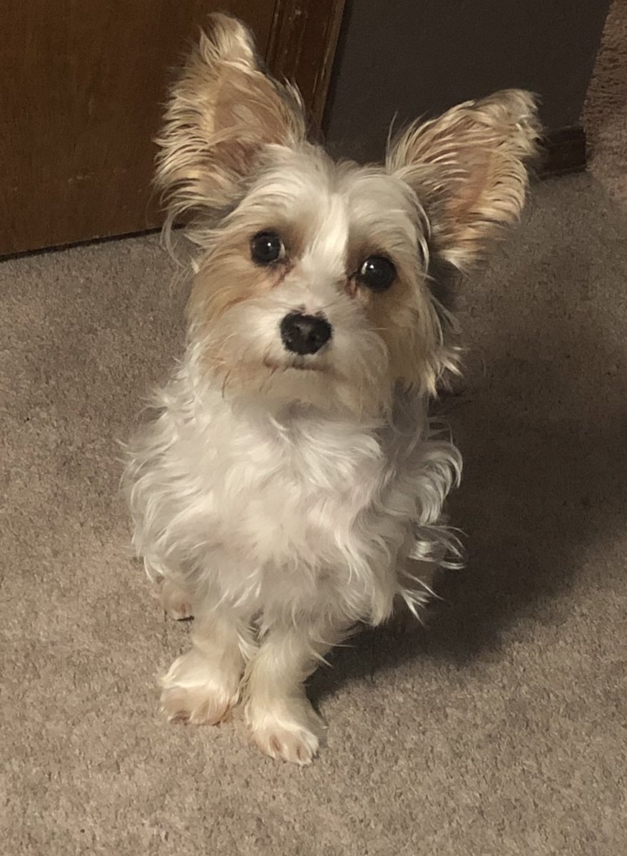 Miss_AshBee's tweet photo. His name is Norman.🐾❤️ #GMMreadypetgo https://t.co/lyYVFJygZU