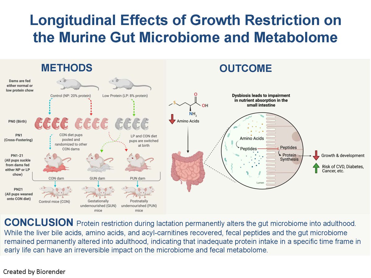 New: Longitudinal Effects of Growth Restriction on the Murine Gut Microbiome and Metabolome: ow.ly/tGbB50JrYWr #gutmicrobiome #microbiome #metabolome #gutliveraxis