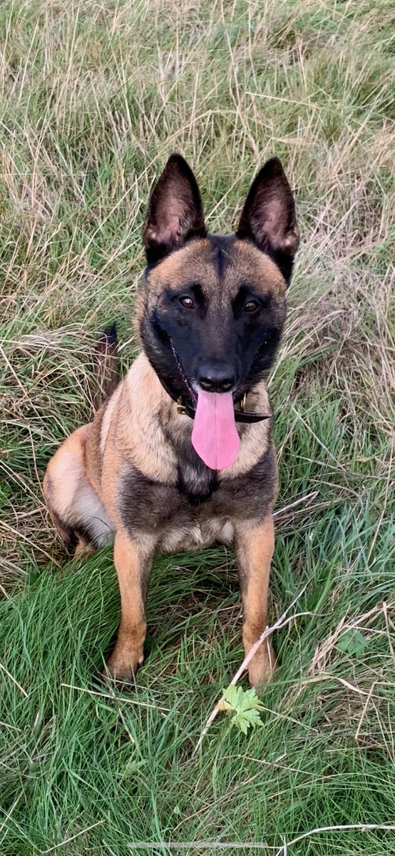 tiredpawshmpdog's tweet image. RGPD Lexi #prisondogs #tongueouttuesday
