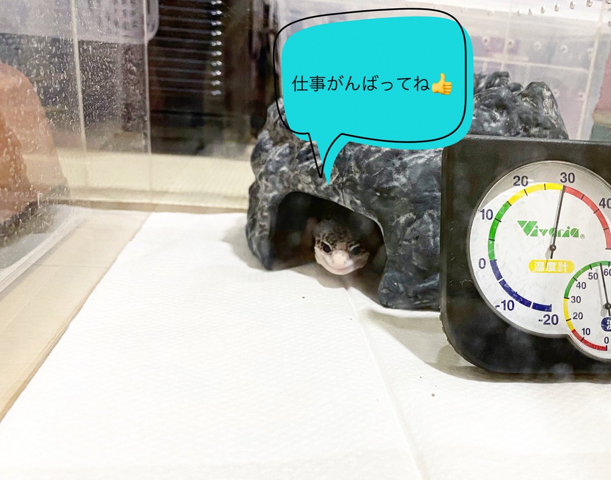 おはようございます☀

週の中日、今日も1日頑張りましょう♪

送り出してくれた白玖くん😁

#ヒョウモントカゲモドキ
