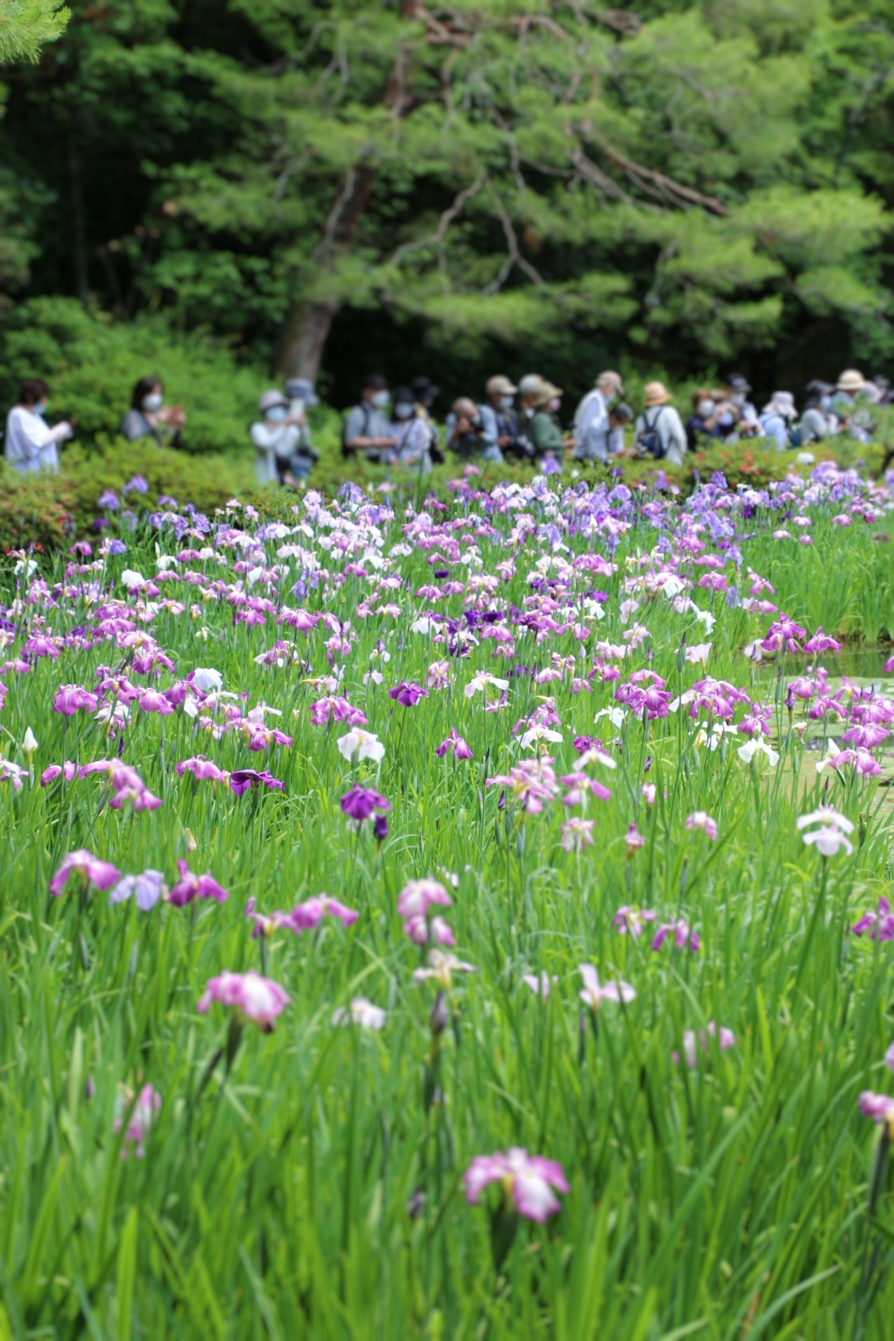 トトロ おはようございます 昨日は平安神宮神苑の花菖蒲を見てきました 無料公開だったので いつも人のいない神苑がスゴイ人 初めてみる光景にビックリ １万人の人が訪れたそうです でも 花菖蒲は綺麗に咲いていました 京都 平安神宮 花菖蒲