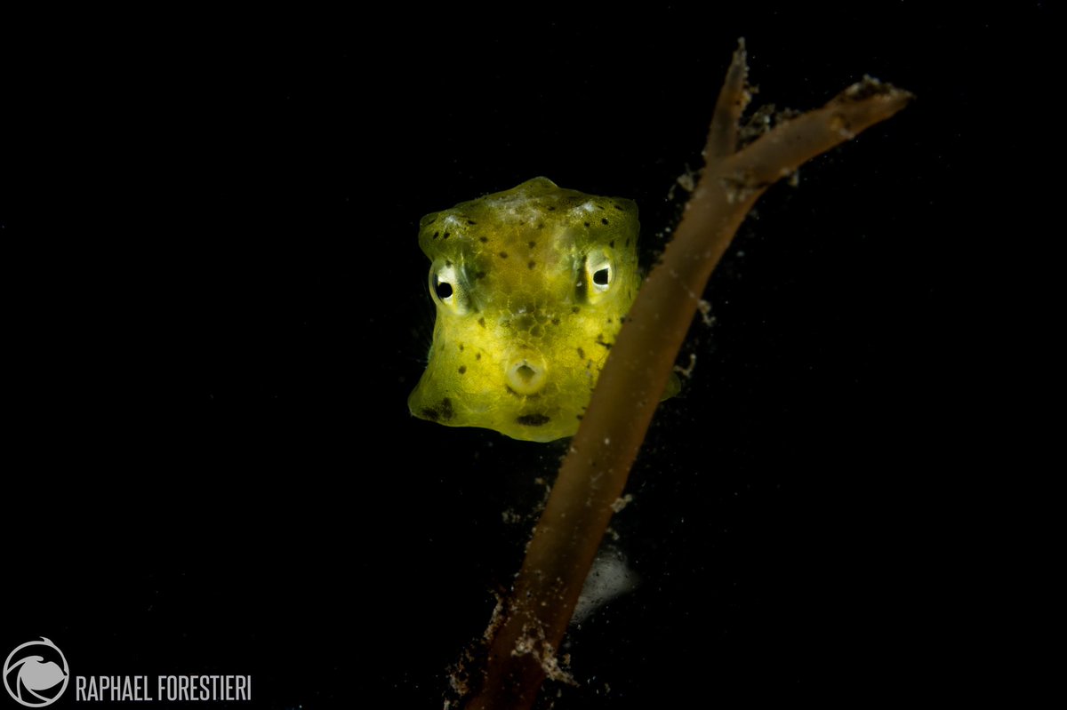 ForestieriR's tweet photo. @Rainmaker1973 They also make strange faces underwater and move like hummingbird here is a photo from #rajaamphat a juvenile longhorn cowfish https://t.co/vteTRFo6yx