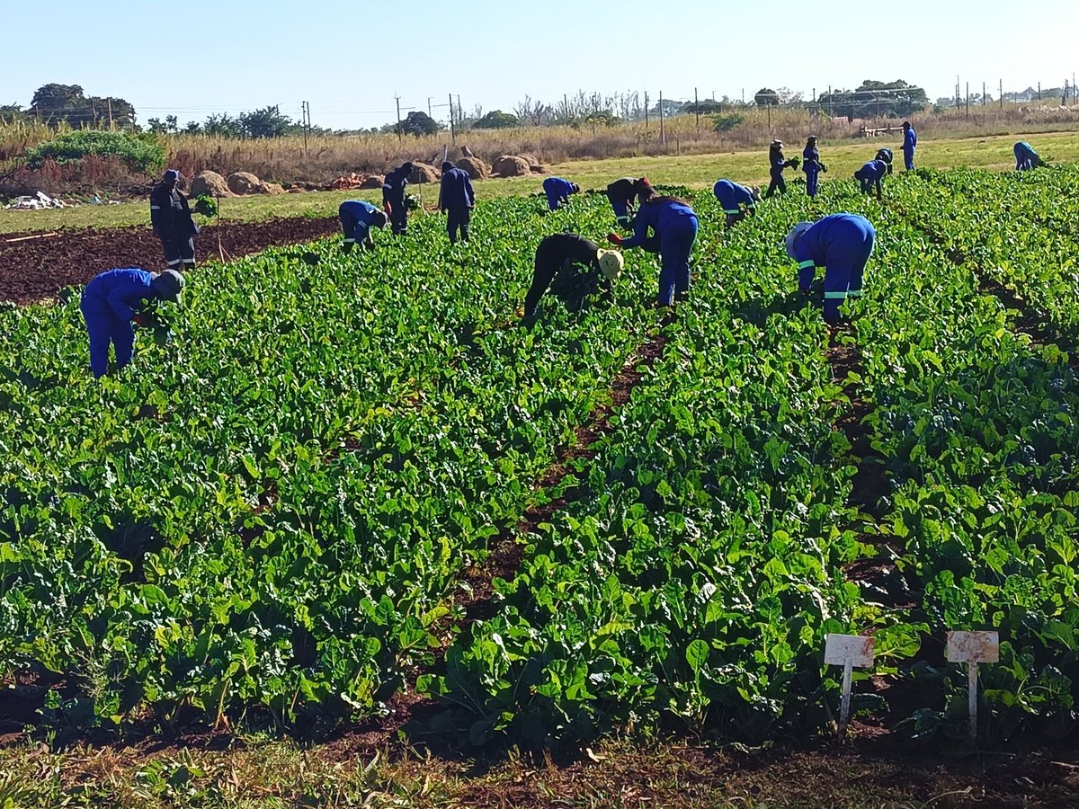 Dimakat01534283's tweet photo. Motivated Female Youth &amp; well Trained in Crop production... MEC @DesboMohono  @TauParks just give the ladies 20/h, you'll be proud of them. @Dimakat01534283 &amp; his Colleagues provided competency training/mentorship...Agric is in their Veins. Don't hesitate to call me MEC. https://t.co/XqkoAAgZjn