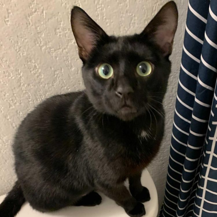 What better way to celebrate #AdoptAShelterCatMonth than by adopting a furry friend of your own? Cats like Elsa, Taki, Mandy, and Boo Thang are available for adoption at <a href="/sapetsalive/">San Antonio Pets Alive!</a> @treehousehumane @pawschicago <a href="/austinpetsalive/">Austin Pets Alive!</a>.