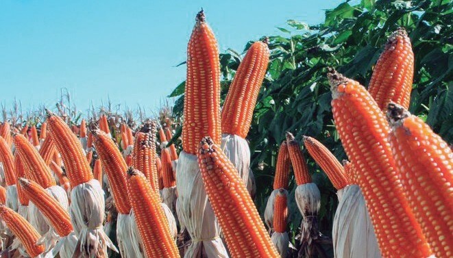 Infocampo tweet media