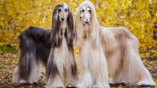 Estos perros tienen mejor pelo que yo :(