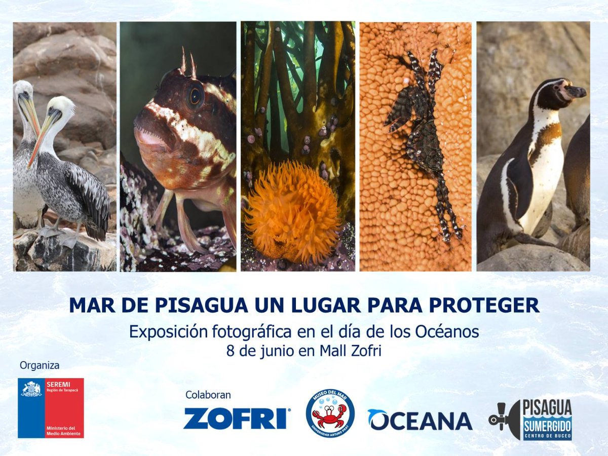 MMA_Tarapaca's tweet photo. Mañana en el Día de los Océanos, los esperamos en el segundo piso de ZOFRI con la exposición fotográfica "El mar de Pisagua, un lugar para proteger". @tarapacamma https://t.co/Ni0bupSb41