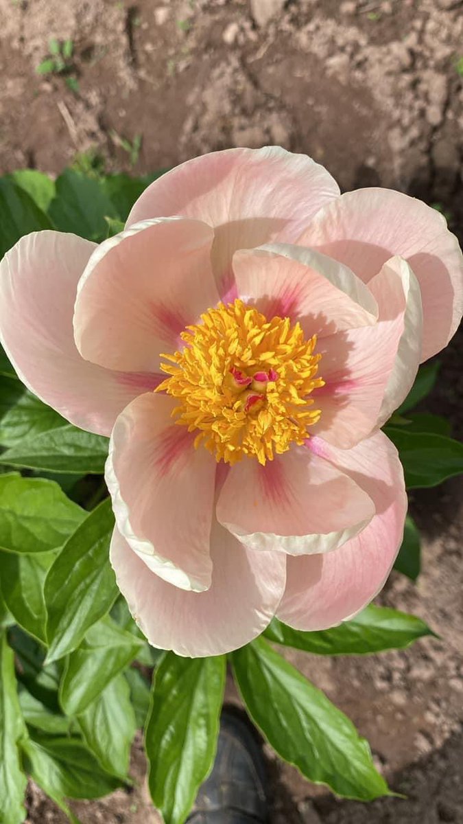 OhMyPeonies's tweet photo. Some of our first blooms of the season! We are open 9-5 M-Sat and 12-5 on Sun. Purchase fresh cut from the fields or order your own roots for the fall. #peonyfarm #ohmypeonieswi https://t.co/k0YeDNXYbu