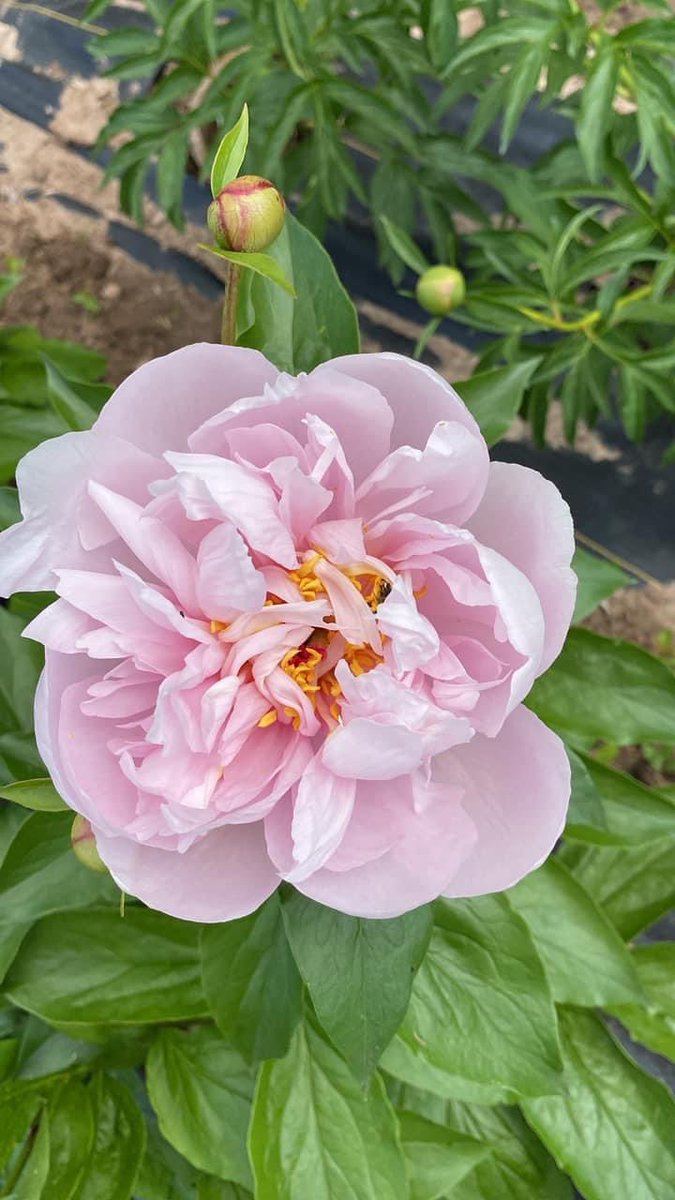 OhMyPeonies's tweet photo. Some of our first blooms of the season! We are open 9-5 M-Sat and 12-5 on Sun. Purchase fresh cut from the fields or order your own roots for the fall. #peonyfarm #ohmypeonieswi https://t.co/k0YeDNXYbu