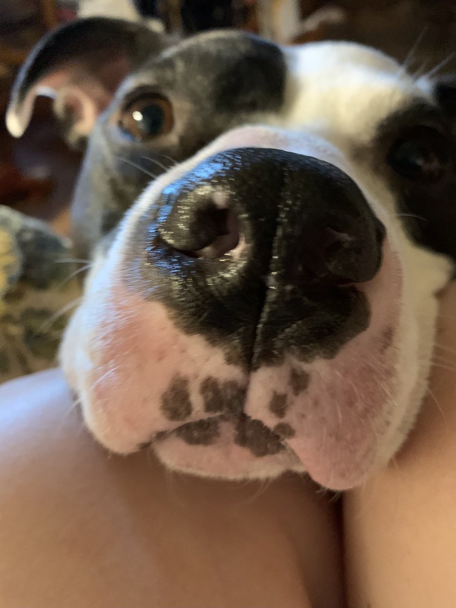 XoeLive's tweet photo. @DaysOfOurDodger Here’s some booping to offset the trolling! 💕🐾 https://t.co/Uf1OoN2uit