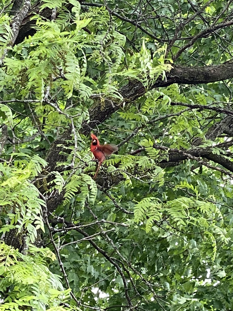 girls_can's tweet photo. Awesome day for #Phrag science scoping out sites for a new #experiment in the pouring rain and plagued by swarms of mosquitoes. https://t.co/NpBBt84pTC