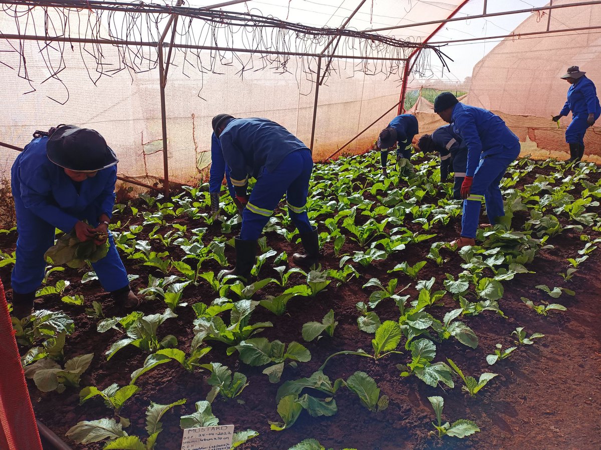 Dimakat01534283's tweet photo. Postgraduates University Students...use them to alleviate poverty and feed the nation...they know Agricultural Management &amp; the production plan, quality &amp; quantity for Marketing @DDMabuza   @DesboMohono @TauParks https://t.co/SUDBJPvt9x