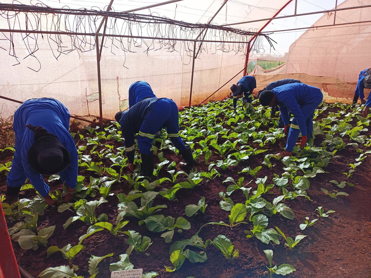 Dimakat01534283's tweet photo. Postgraduates University Students...use them to alleviate poverty and feed the nation...they know Agricultural Management &amp; the production plan, quality &amp; quantity for Marketing @DDMabuza   @DesboMohono @TauParks https://t.co/SUDBJPvt9x