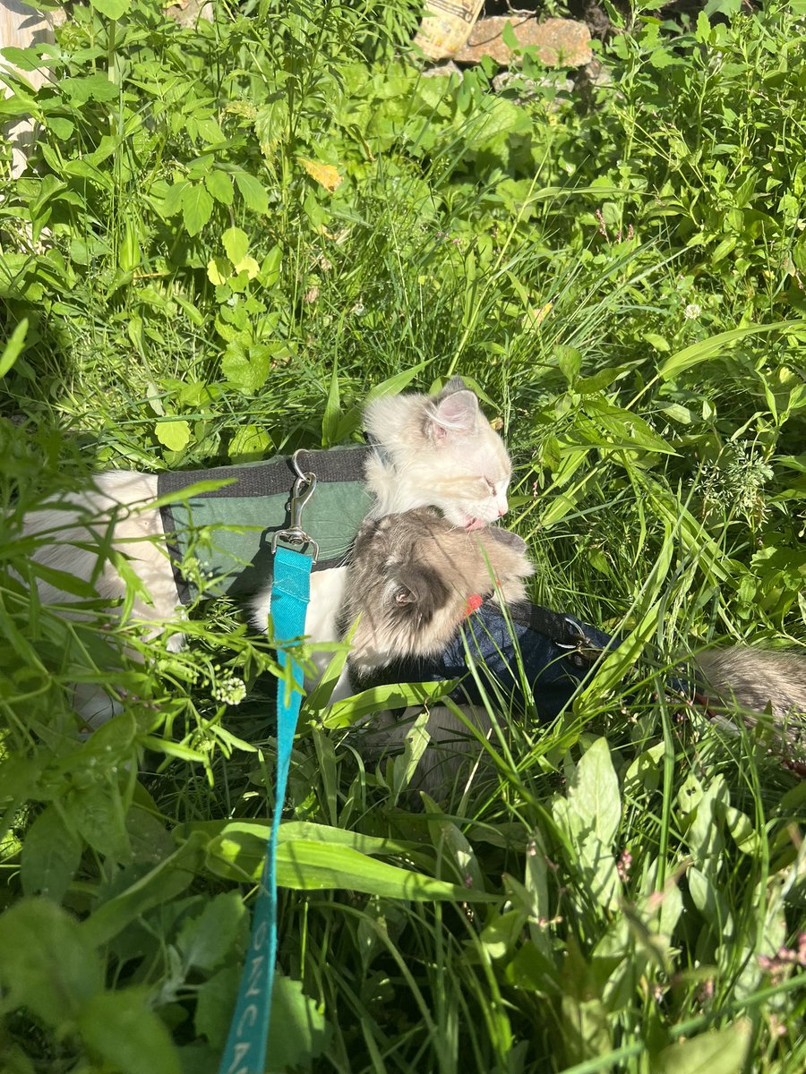 You let this guy outside ???