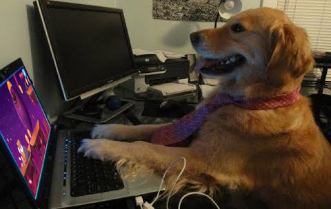 Svenholm6's tweet photo. Some day, everybody and his dog will play #HelloOne #DogeDash https://t.co/VqoaIoiX8n