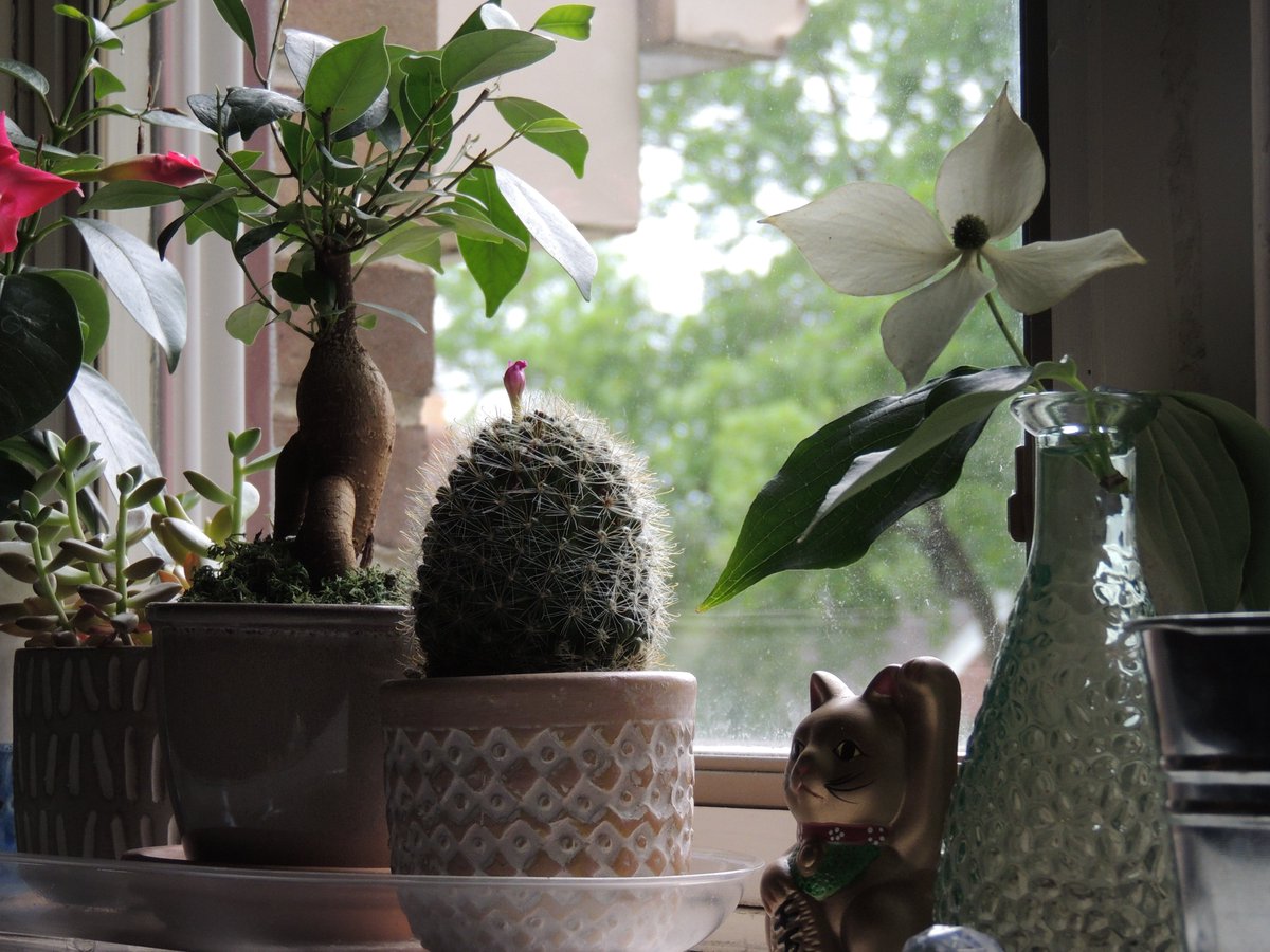 cheesypizzafry's tweet photo. sent from my laptop. \ 🐸 /    #photographie  #cat  #plants  #green  #ribbit  #photography  #luckycat  #meow #pink #flower https://t.co/QMVgmP1qYm