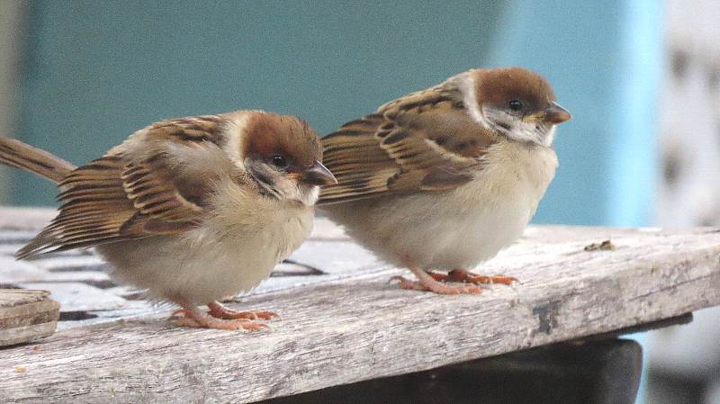 リアスの風人 可愛い弟妹 スズメのペンギン スズメのヒナ T Co 2xffne8zar Twitter