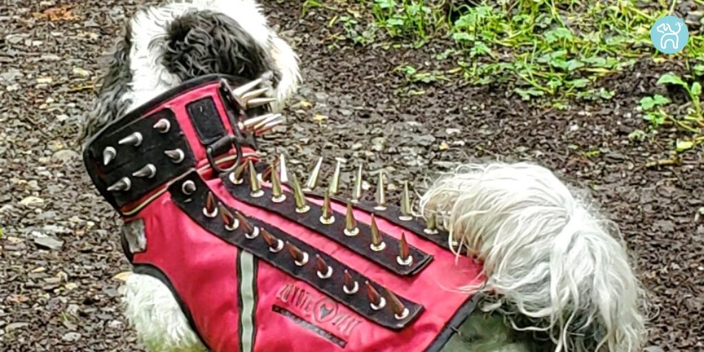 JWagable's tweet photo. Not a fashion statement! This coat protects little pups from wildlife who might attack them. #DogArmor #DogReady https://t.co/bqvM1KiO6Q
